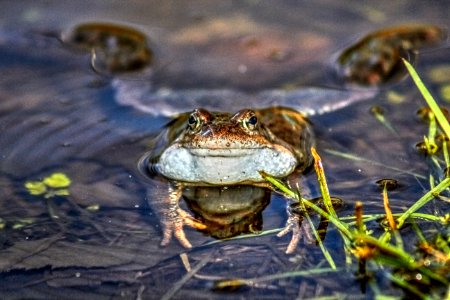 Love in a puddle) photo