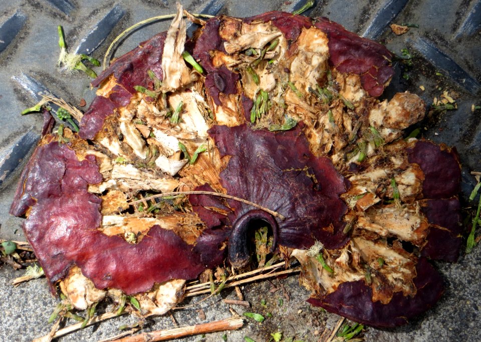 mushroom 3 (decaying)