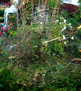spiderweb photo