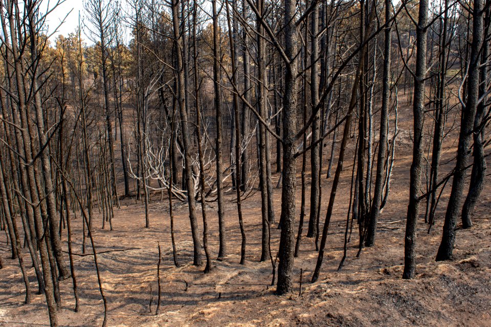Bobcat Fire 2020