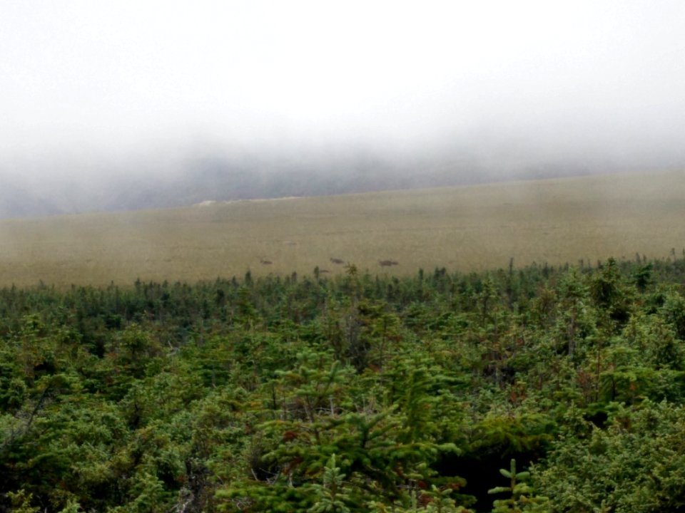 053 - Parc national de la Gaspésie : Mont Albert
