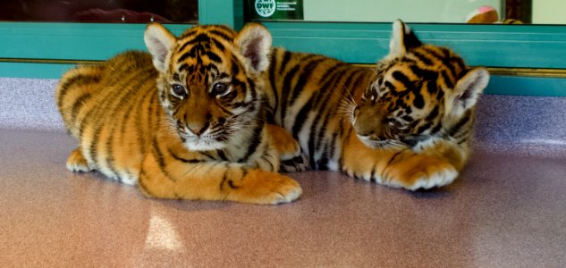 Dreamworld Tiger Island cubs