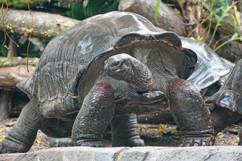 Aldabra giant tortoise panzer zoo