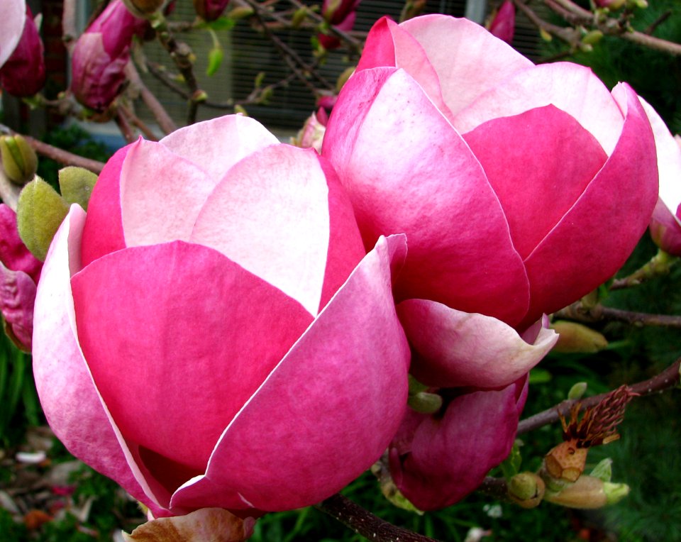 pink and white magnolia 3 photo