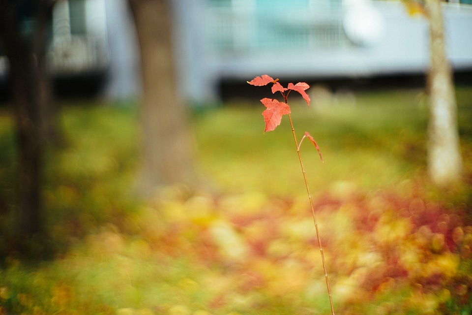 Leaves autumn autumn leaves