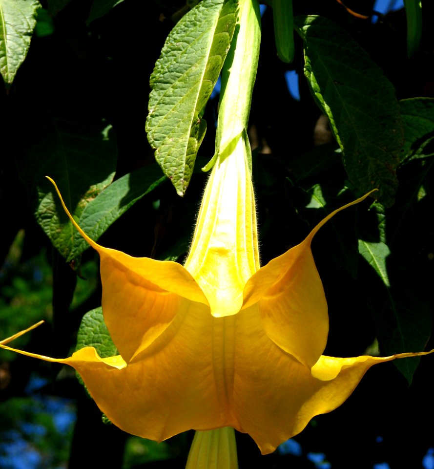 yellow angel's trumpet
