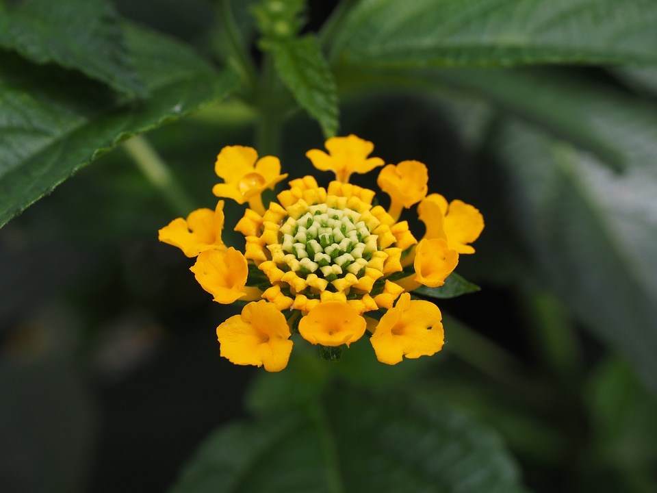 Ornamental plant yellow flower