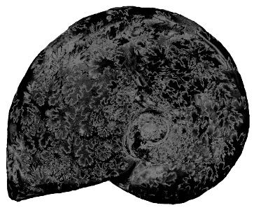 ammonite, solarized photo