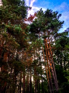 The pinewood