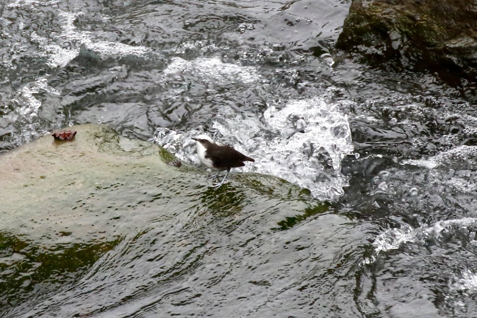 White-capped Dipper (Cinclusleucocephalus)
