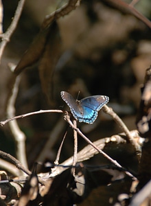 Blue spring wildlife
