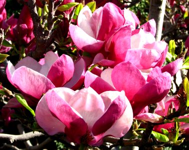 pink magnolias