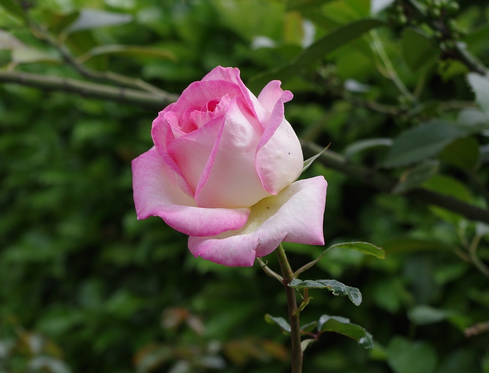 Nature romance romantic
