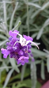 White case lavender