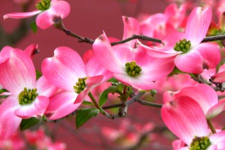 pink dogwood flowers photo