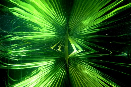 green reflection
