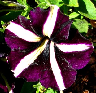 purple and white pinwheel petunia photo