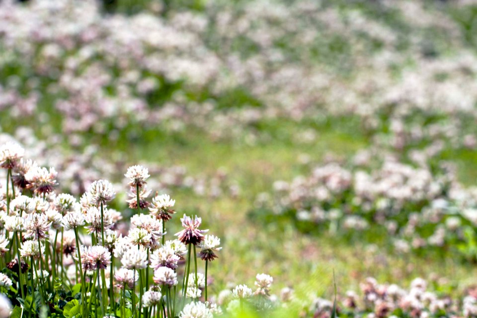 토끼풀 풀밭 Trifolium Repens Lawn