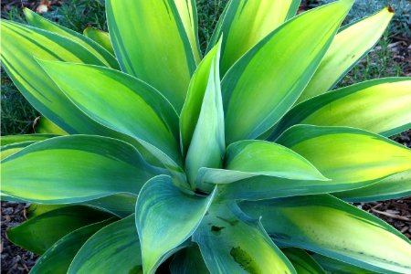 agave leaves photo