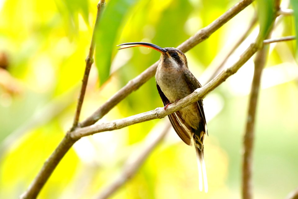 Long-billed Hermit