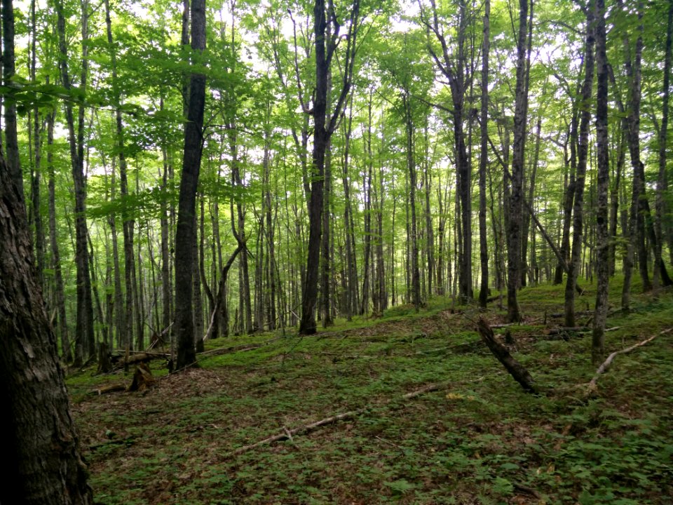 292 - Parc national du Lac-Temiscouata : Sentier Montagne-de-Chert