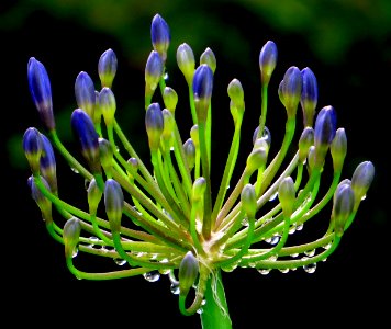 agapanthus buds with water drops photo