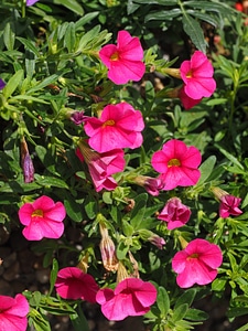 Bloom pink flowers
