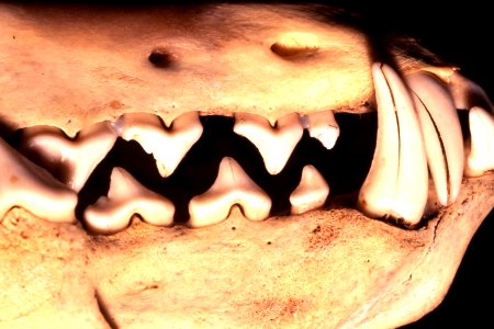 animal teeth, side view photo