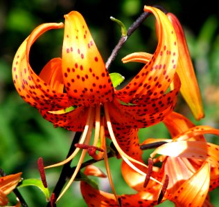 tiger lily photo