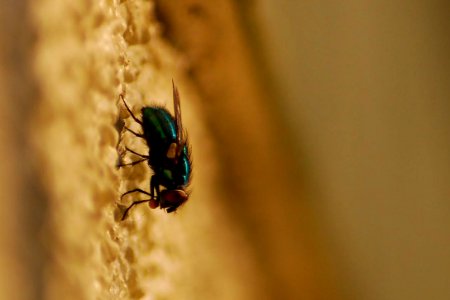 The Fly