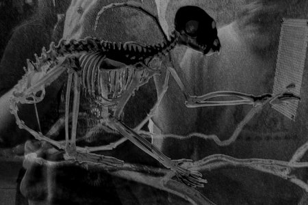 lemur skeleton, solarized photo
