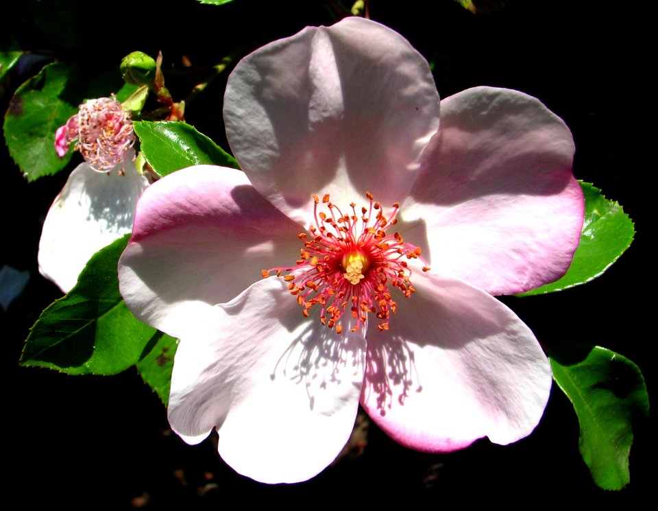 five-petaled pink flower