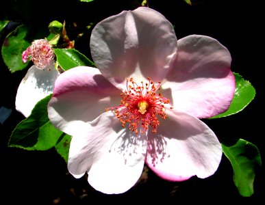five-petaled pink flower