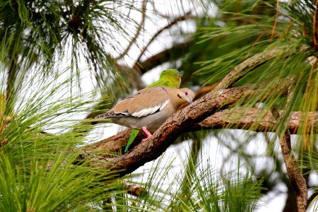White-winged Dove & Orange-fronted Parakeet