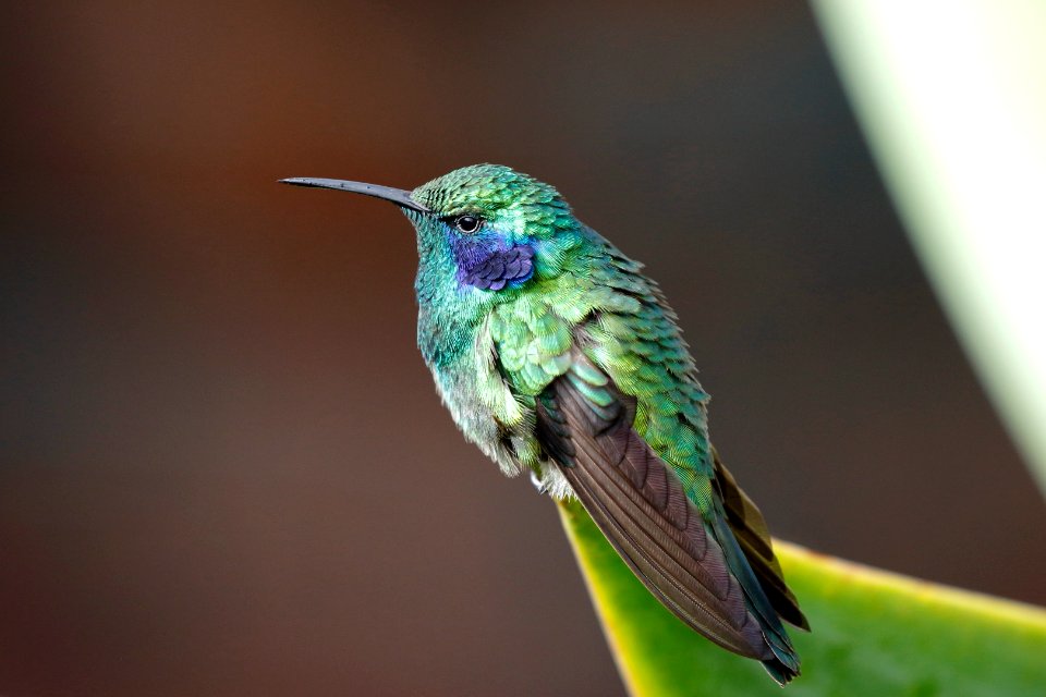 Green Violet-ear