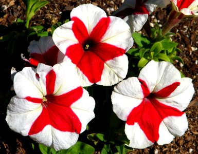 red-and-white pinwheel petunias photo