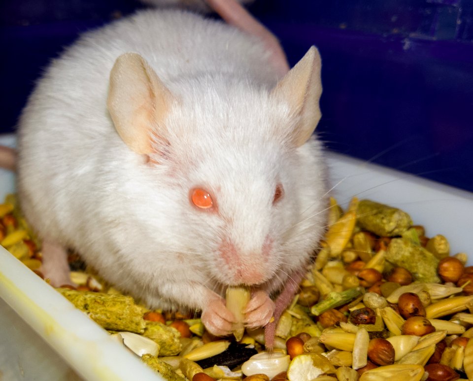 Mouse eating