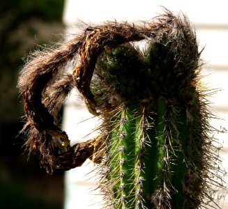 cactus with claw top photo