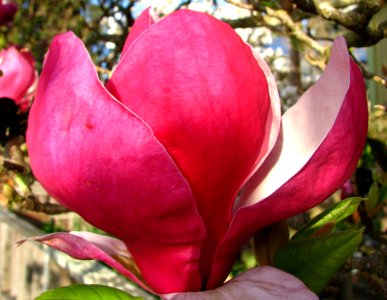 pink and white magnolia 1