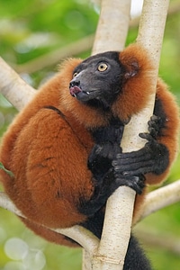 Lemur rainforest red vari