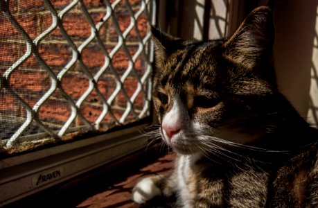 Putty sunning