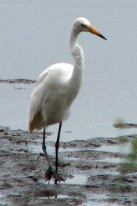 great white egret photo