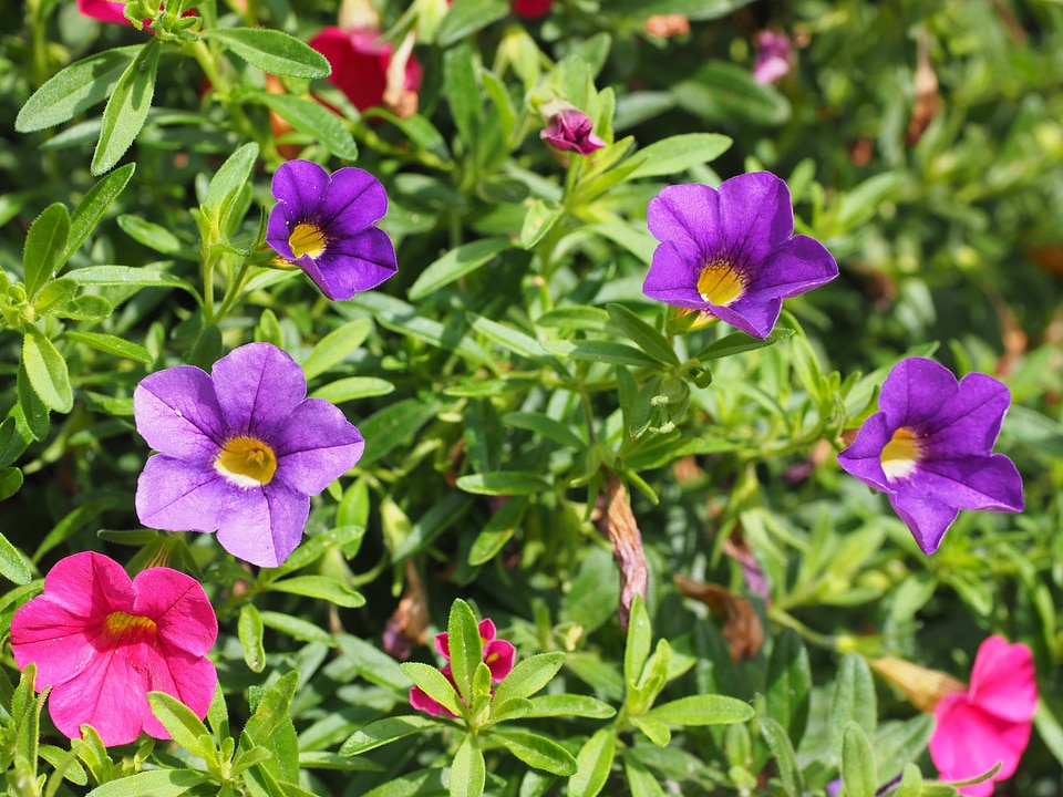 Bloom purple violet
