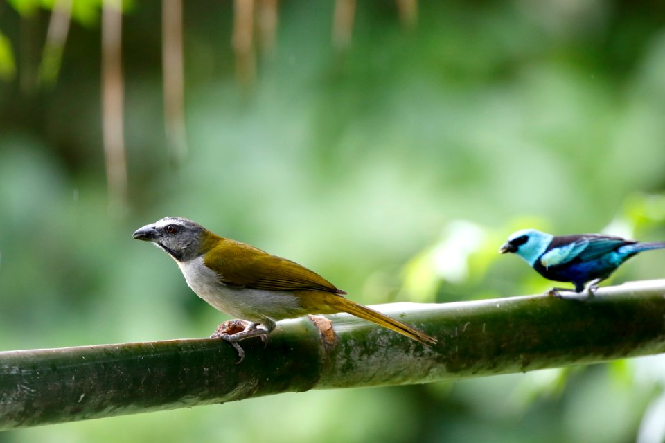 Buff-throated Saltator, Saltator maximus - 260A2502
