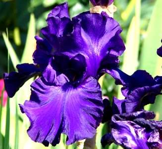 purple bearded iris 1 photo