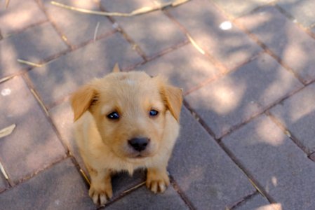 Cute Baby Dog with Sad Eyes photo