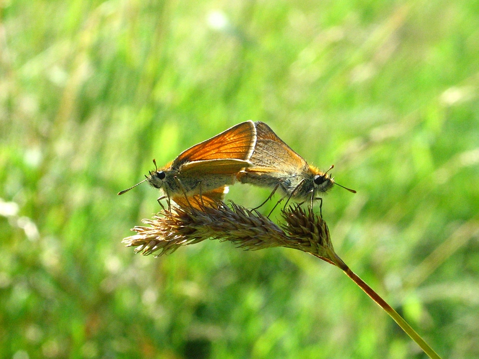 Summer grass green