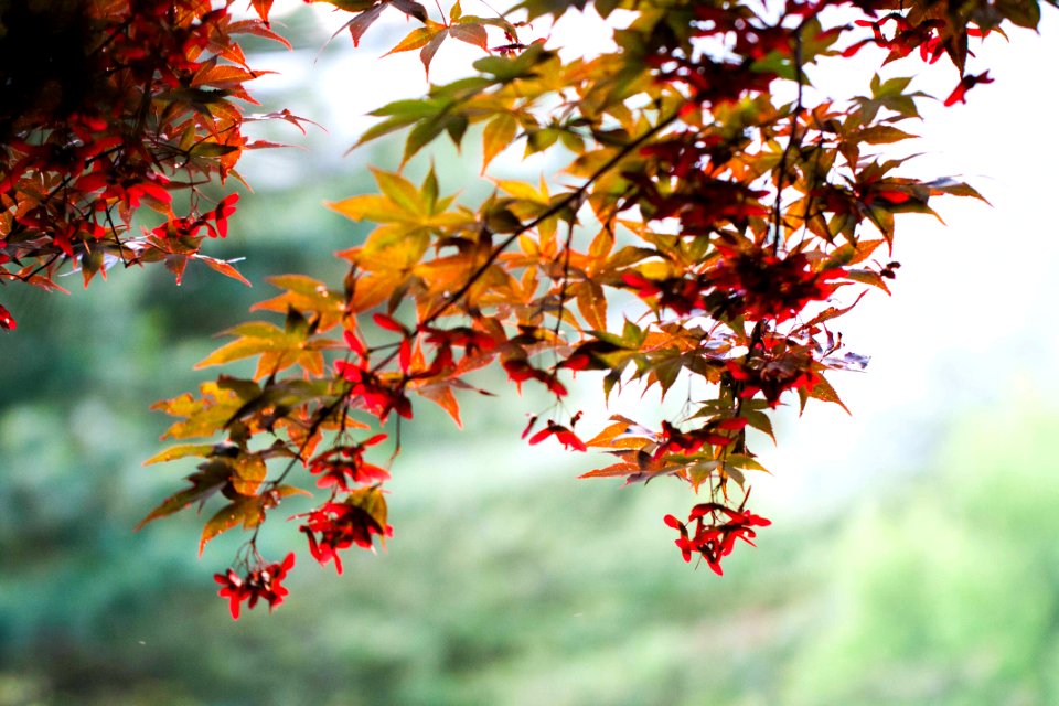 여름 단풍나무 夏のカエデ Summer Maple