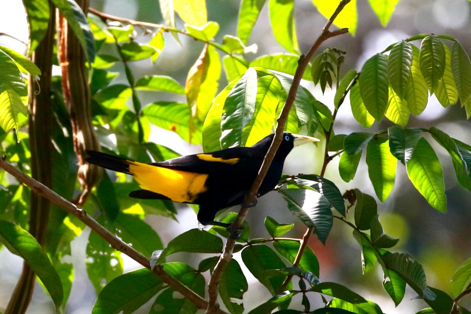 Yellow-rumped Cacique (Cacicus cela) - 0748