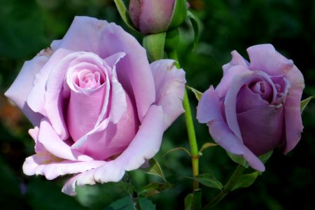 lavender roses photo